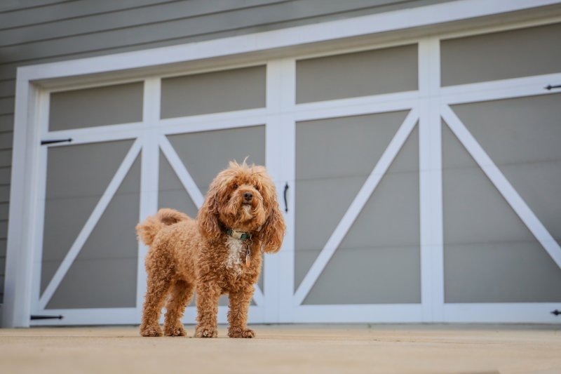 dog standing outside garage door